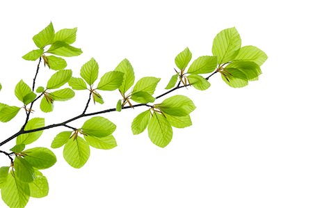 Branch Stock Photo - Premium Royalty-Free, Code: 600-02957770