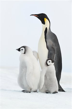 Emperor Penguins, Snow Hill Island, Weddell Sea, Antarctica Foto de stock - Sin royalties Premium, Código: 600-02957781