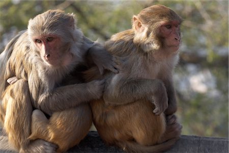 Monkeys at Monkey Temple, Kathmandu, Nepal Foto de stock - Royalty Free Premium, Número: 600-02957911