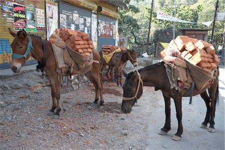 rishikesh - Esel tragen Ziegel, Rishikesh, Uttarakhand, Indien Stockbilder - Premium RF Lizenzfrei, Bildnummer: 600-02957939