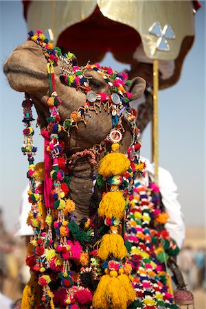 Camel Festival, Jaisalmer, Rajasthan, India Stock Photo - Premium Royalty-Free, Code: 600-02957977