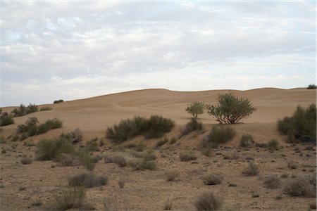 desert plant - Thar Desert, Rajasthan, India Foto de stock - Sin royalties Premium, Código: 600-02957980