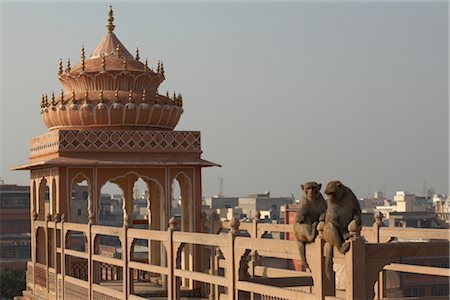 Singes au Hawa Mahal, Jaipur, Rajasthan, Inde Photographie de stock - Premium Libres de Droits, Code: 600-02958039