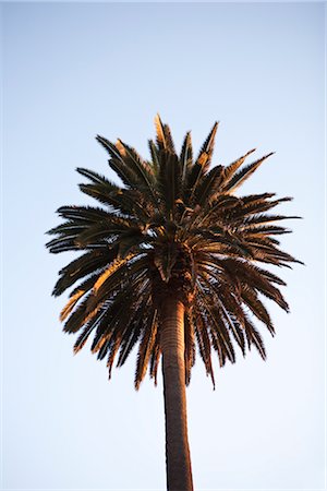 santa monica - Looking Up at Palm Tree at Sunset Foto de stock - Royalty Free Premium, Número: 600-02967468