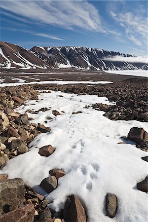 Arctic Fox Tracks in the Snow, Craig Harbour, Ellesmere Island, Nunavut, Canada Stock Photo - Premium Royalty-Free, Code: 600-02967553