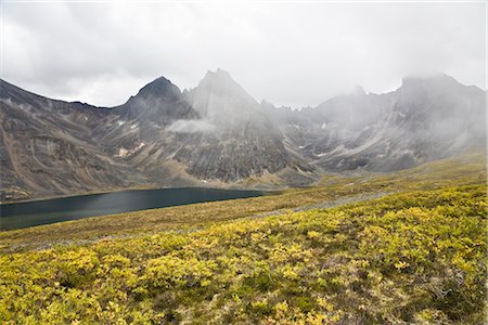 Willow Shrubs, Divide Lake, Tombstone Territorial Park, Yukon, Canada Foto de stock - Sin royalties Premium, Código: 600-03004064