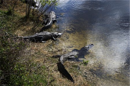 simsearch:600-02883264,k - Crocodiles in a Stream, Florida, USA Fotografie stock - Premium Royalty-Free, Codice: 600-03004277