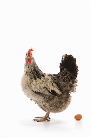 poulet (animal) - Poulet et œufs Photographie de stock - Premium Libres de Droits, Code: 600-03005159