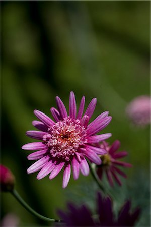 Close-up of Flower Stock Photo - Premium Royalty-Free, Code: 600-03005339