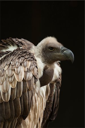 Close-Up of African White-Backed Vulture Stock Photo - Premium Royalty-Free, Code: 600-03003444