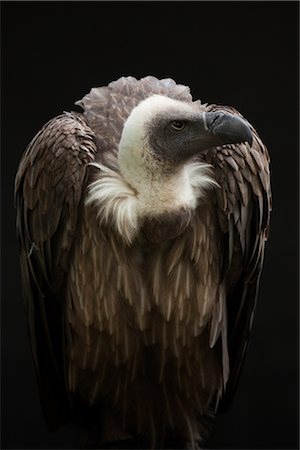 portrait close up dark background - Close-Up of African White-Backed Vulture Stock Photo - Premium Royalty-Free, Code: 600-03003445