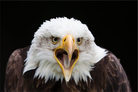 simsearch:600-00045765,k - Close-Up of Bald Eagle Foto de stock - Royalty Free Premium, Número: 600-03003447