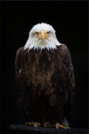 serre (oiseau) - Close-Up of Bald Eagle Foto de stock - Sin royalties Premium, Código: 600-03003448