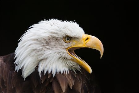 simsearch:600-00045765,k - Close-Up of Bald Eagle Foto de stock - Royalty Free Premium, Número: 600-03003454