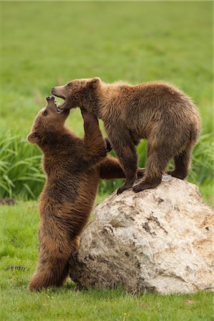 Brown Bear Cubs Playing Stock Photo - Premium Royalty-Free, Code: 600-03003456