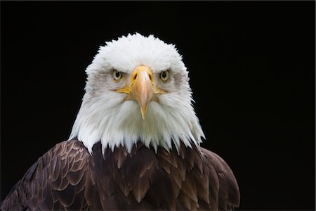 staring eagle - Close-Up of Bald Eagle Foto de stock - Sin royalties Premium, Código: 600-03003450