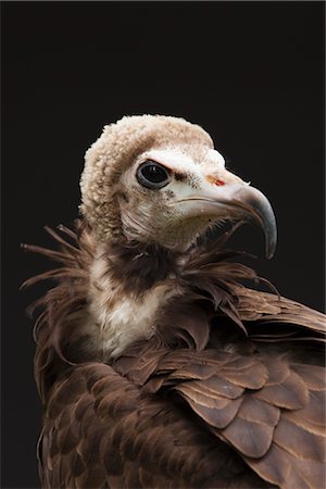 Portrait of Hooded Vulture Foto de stock - Royalty Free Premium, Número: 600-03003465