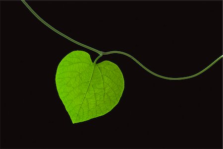 Coeur en forme de feuille sur fond noir Photographie de stock - Premium Libres de Droits, Code: 600-03003466