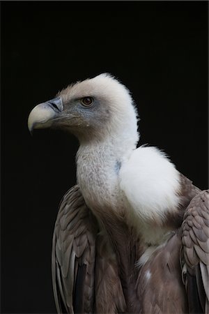 Portrait of Griffon Vulture Foto de stock - Sin royalties Premium, Código: 600-03003460