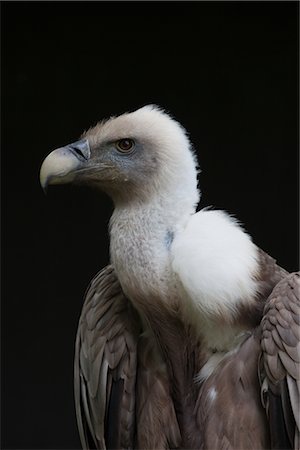 Portrait of Griffon Vulture Foto de stock - Royalty Free Premium, Número: 600-03003460