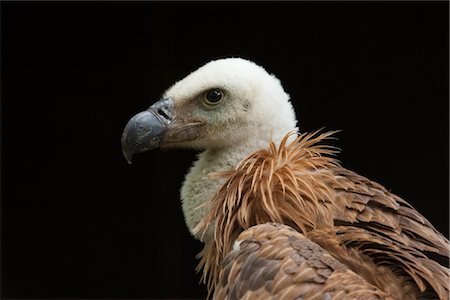Portrait of Young Griffon Vulture Foto de stock - Sin royalties Premium, Código: 600-03003462