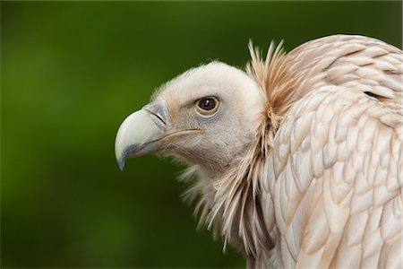 scavenger - Portrait of Himalayan Griffon Vulture Stock Photo - Premium Royalty-Free, Code: 600-03003463