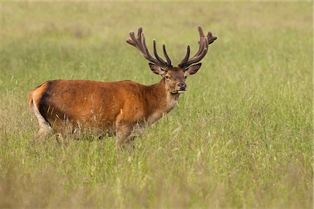 deer antlers close up - Red Deer Stock Photo - Premium Royalty-Free, Code: 600-03003475