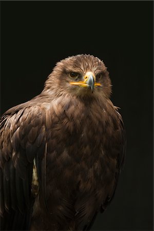 staring eagle - Steppe Eagle Foto de stock - Sin royalties Premium, Código: 600-03003478