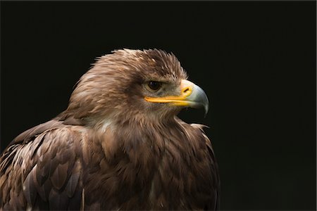 staring eagle - Steppe Eagle Foto de stock - Sin royalties Premium, Código: 600-03003479
