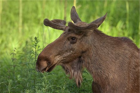 Portrait of European Elk Stock Photo - Premium Royalty-Free, Code: 600-03003471