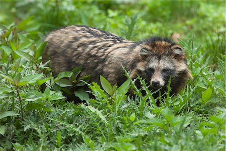 simsearch:600-03067861,k - Raccoon Dog Foto de stock - Royalty Free Premium, Número: 600-03003473