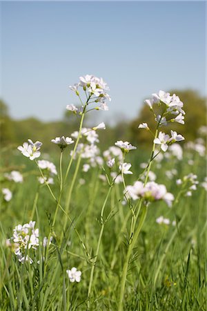 summer in the meadow - Gros plan de fleurs dans le champ, Hambourg, Allemagne Photographie de stock - Premium Libres de Droits, Code: 600-03003525