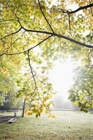 deciduous tree branch - Autumn Foliage in Park, Hamburg, Germany Stock Photo - Premium Royalty-Free, Code: 600-03003521