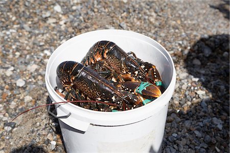 danish (denmark) - Fresh Lobsters in Bucket, Klittmoller, Nordjylland, Jutland, Denmark Foto de stock - Royalty Free Premium, Número: 600-03003542