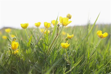 flower field - Buttercups, Bovbjerg, Nordjylland, Jutland, Denmark Stock Photo - Premium Royalty-Free, Code: 600-03003543