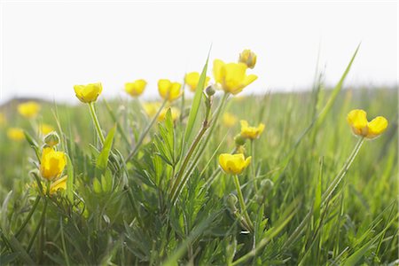 danish (denmark) - Buttercups, Bovbjerg, Nordjylland, Jutland, Denmark Foto de stock - Royalty Free Premium, Número: 600-03003543