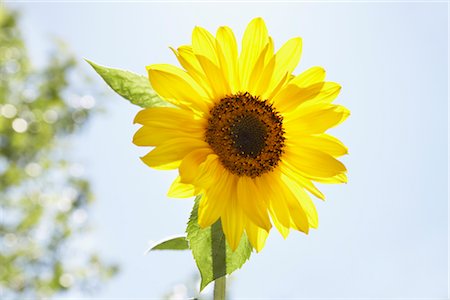 sun flower crops image - Sunflower Stock Photo - Premium Royalty-Free, Code: 600-03003564