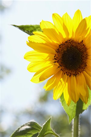 sun flower crops image - Sunflower Stock Photo - Premium Royalty-Free, Code: 600-03003562