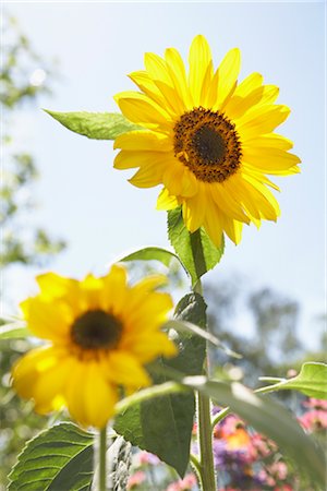 sun flower crops image - Sunflowers Stock Photo - Premium Royalty-Free, Code: 600-03003563