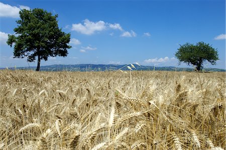 field of grain - Champ de blé Photographie de stock - Premium Libres de Droits, Code: 600-03003957