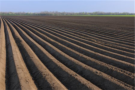 surco - Champ d'asperges, Wallern im Burgenland, Burgenland, Autriche Photographie de stock - Premium Libres de Droits, Code: 600-03017026