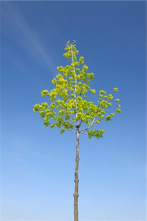 Maple Tree, Wallern im Burgenland, Burgenland, Austria Foto de stock - Sin royalties Premium, Código: 600-03017027