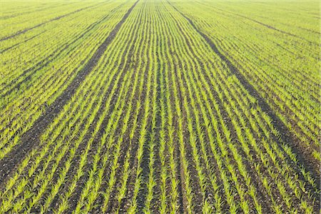 Corn Field, Illmitz, Burgenland, Austria Stock Photo - Premium Royalty-Free, Code: 600-03017023