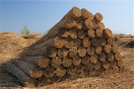 farm field bundles - Drying Reed, Burgenland, Austria Stock Photo - Premium Royalty-Free, Code: 600-03017034