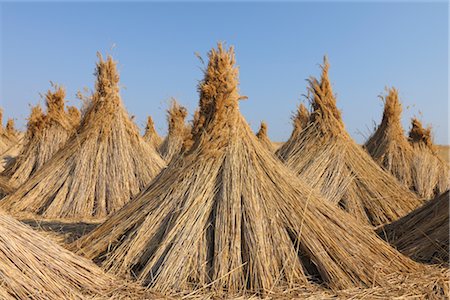 farm field bundles - Drying Reed, Burgenland, Austria Stock Photo - Premium Royalty-Free, Code: 600-03017032