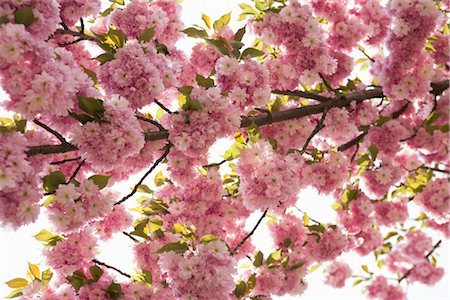 Cherry Blossom Tree, Brooklyn Botanical Gardens, Brooklyn, New York City, New York, USA Foto de stock - Sin royalties Premium, Código: 600-03017065
