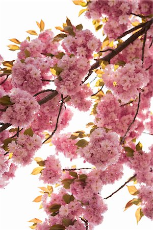 Cherry Blossom Tree, Brooklyn Botanical Gardens, Brooklyn, New York City, New York, USA Stock Photo - Premium Royalty-Free, Code: 600-03017066