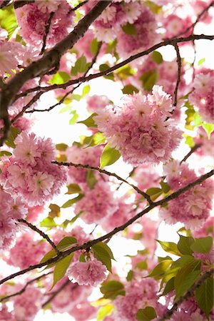 Cherry Blossom Tree, Brooklyn Botanical Gardens, Brooklyn, New York City, New York, USA Foto de stock - Sin royalties Premium, Código: 600-03017067