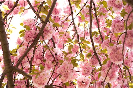 Cherry Blossom Tree, Brooklyn Botanical Gardens, Brooklyn, New York City, New York, USA Foto de stock - Sin royalties Premium, Código: 600-03017068