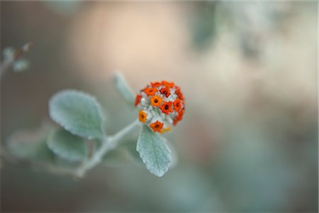 simsearch:600-03017077,k - Close-Up of Flower, Brooklyn Botanical Gardens, Brooklyn, New York City, New York, USA Stock Photo - Premium Royalty-Free, Code: 600-03017060